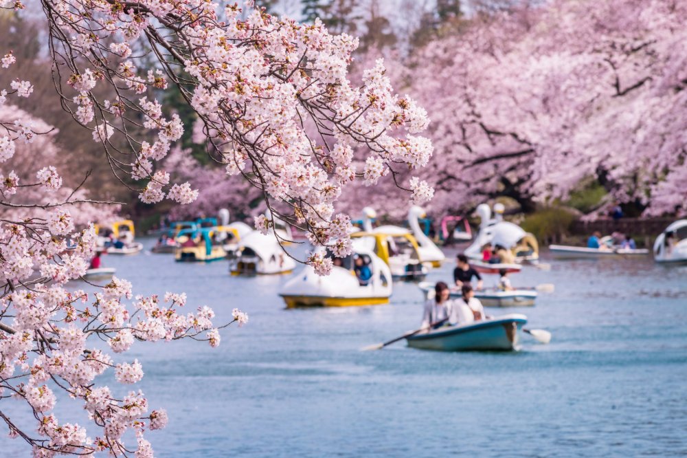 Choose the Perfect Japan Cherry Blossom Holiday Packages of 2026